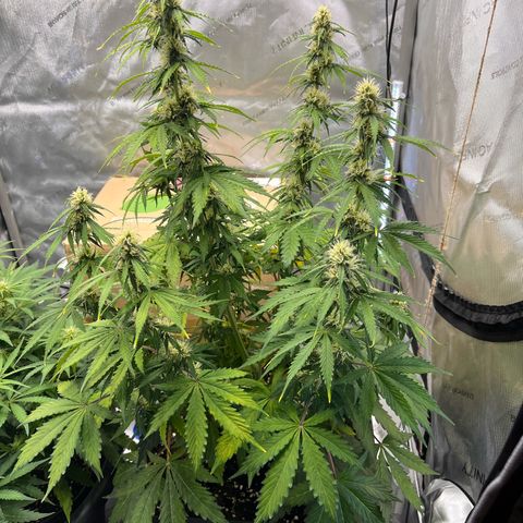 AK47 BCN selection X Auto Sativa growlog timeline photo