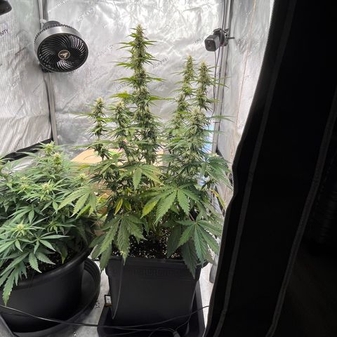 AK47 BCN selection X Auto Sativa growlog timeline photo
