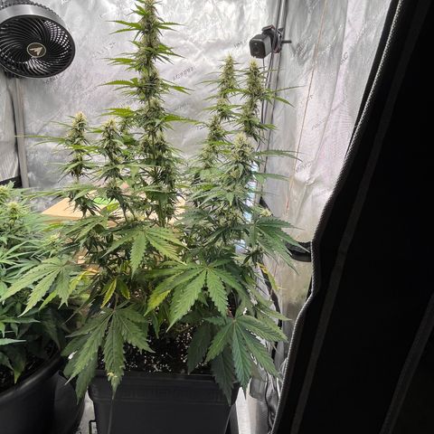 AK47 BCN selection X Auto Sativa growlog timeline photo