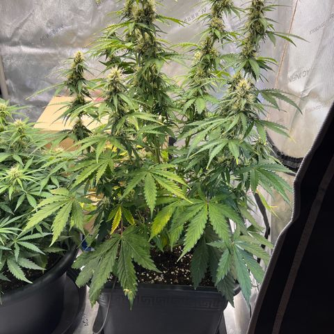 AK47 BCN selection X Auto Sativa growlog timeline photo