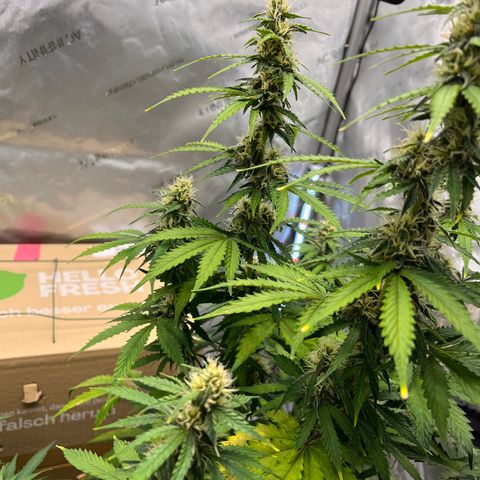 AK47 BCN selection X Auto Sativa growlog timeline photo