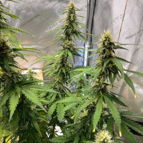 AK47 BCN selection X Auto Sativa growlog timeline photo