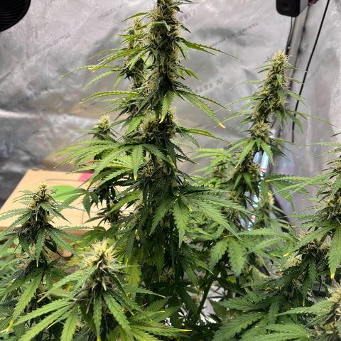 AK47 BCN selection X Auto Sativa growlog timeline photo