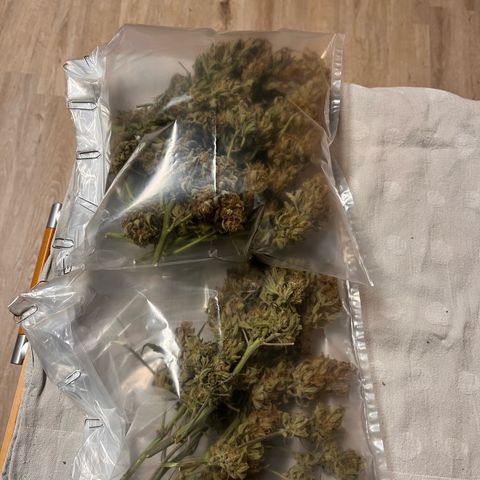 Amnesia Haze X Auto Haze growlog photo: DryFerm Trocknungs- und Reifebeutel Kräuter All in One Lösung – Effiziente Trocknung, Wirkstoff Booster, minimaler Geruch, schimmelsicher, energiesparend im 3er Set (25cm x 40cm)