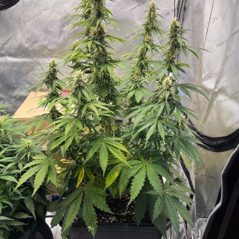 AK47 BCN selection X Auto Sativa growlog timeline photo