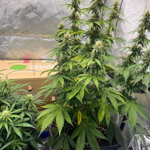 AK47 BCN selection X Auto Sativa growlog timeline photo