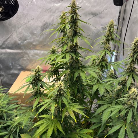 AK47 BCN selection X Auto Sativa growlog timeline photo