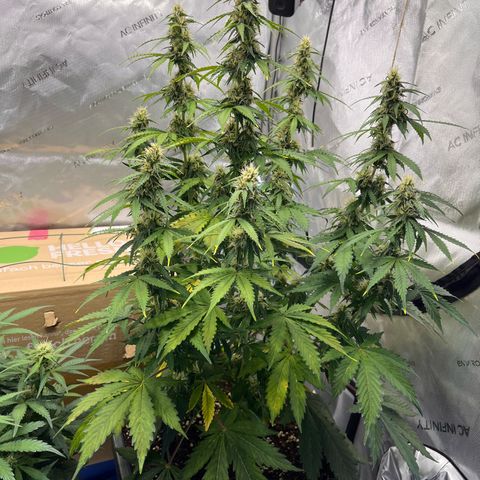 AK47 BCN selection X Auto Sativa growlog timeline photo