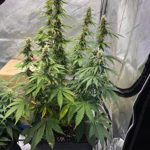AK47 BCN selection X Auto Sativa growlog timeline photo