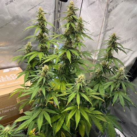 AK47 BCN selection X Auto Sativa growlog timeline photo