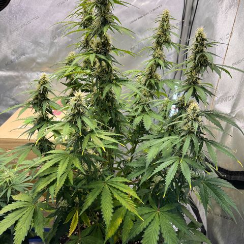 AK47 BCN selection X Auto Sativa growlog timeline photo