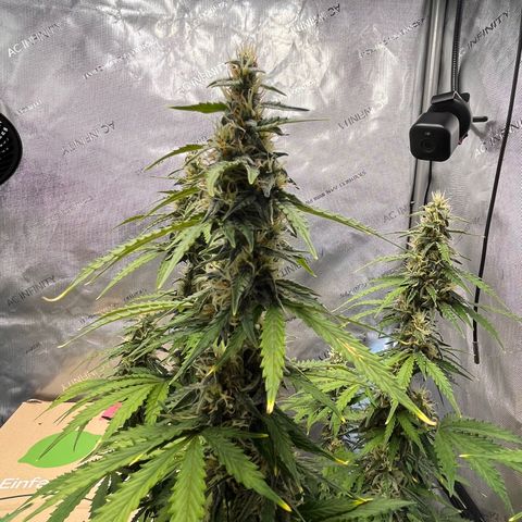 AK47 BCN selection X Auto Sativa growlog timeline photo