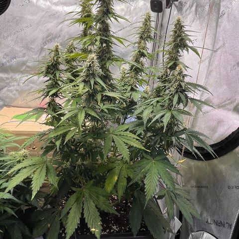 AK47 BCN selection X Auto Sativa growlog timeline photo