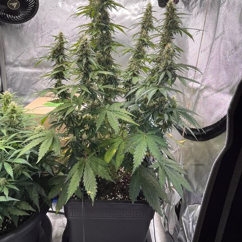 AK47 BCN selection X Auto Sativa growlog timeline photo