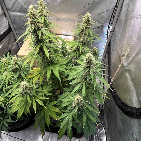 AK47 BCN selection X Auto Sativa growlog timeline photo