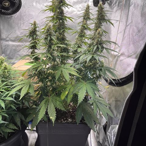 AK47 BCN selection X Auto Sativa growlog timeline photo