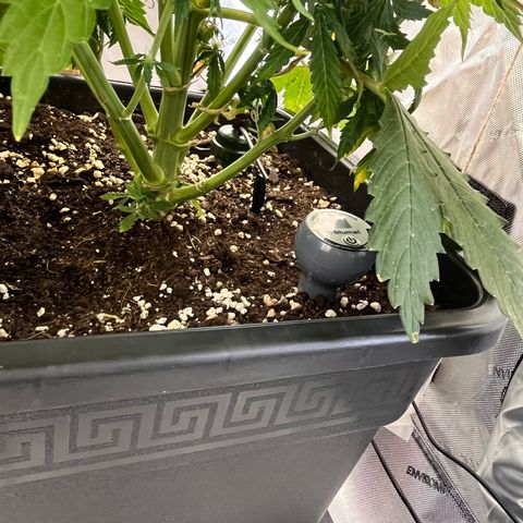AK47 BCN selection X Auto Sativa growlog timeline photo