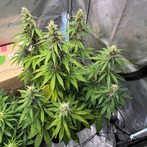 AK47 BCN selection X Auto Sativa growlog timeline photo