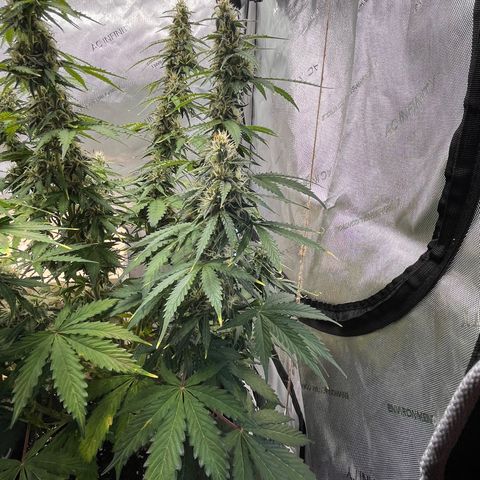 AK47 BCN selection X Auto Sativa growlog timeline photo