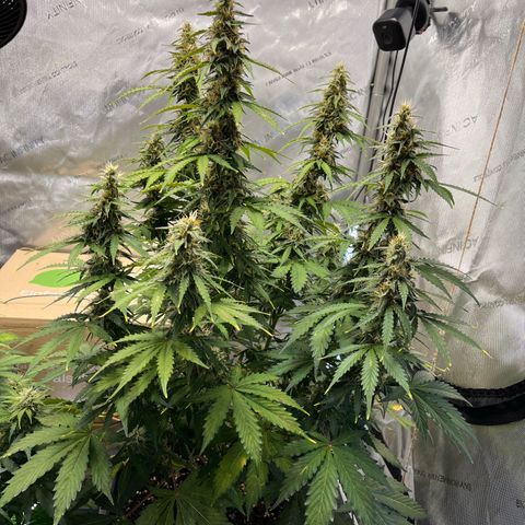 AK47 BCN selection X Auto Sativa growlog timeline photo