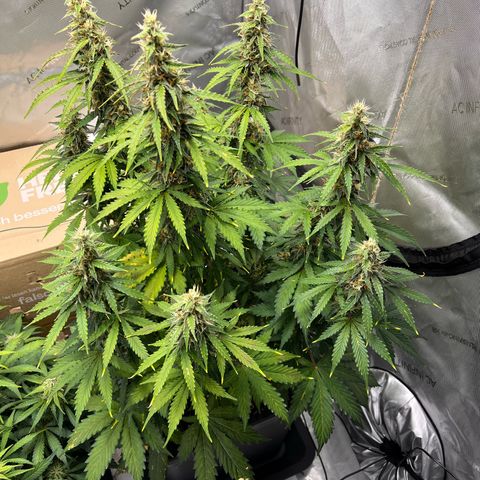 AK47 BCN selection X Auto Sativa growlog timeline photo