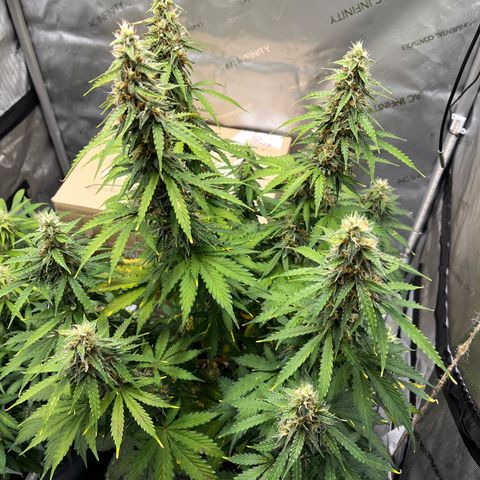 AK47 BCN selection X Auto Sativa growlog timeline photo