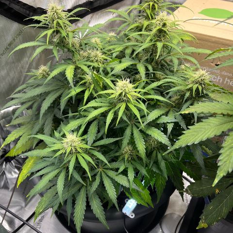 AK47 BCN selection X Auto Sativa growlog timeline photo