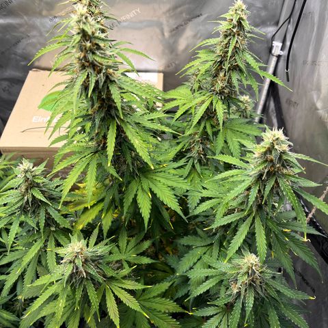 AK47 BCN selection X Auto Sativa growlog timeline photo