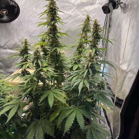 AK47 BCN selection X Auto Sativa growlog timeline photo