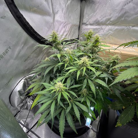 AK47 BCN selection X Auto Sativa growlog timeline photo
