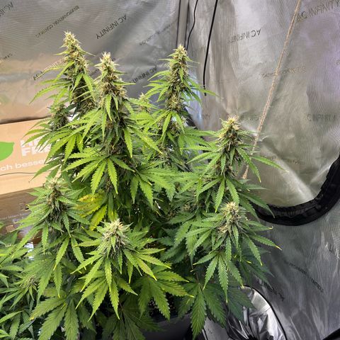 AK47 BCN selection X Auto Sativa growlog timeline photo