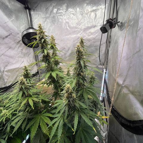 AK47 BCN selection X Auto Sativa growlog timeline photo