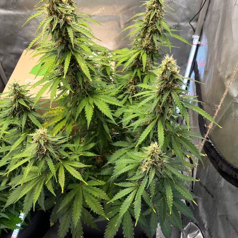 AK47 BCN selection X Auto Sativa growlog timeline photo