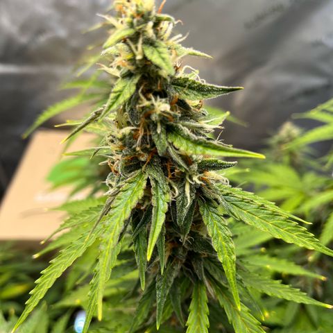 AK47 BCN selection X Auto Sativa growlog timeline photo