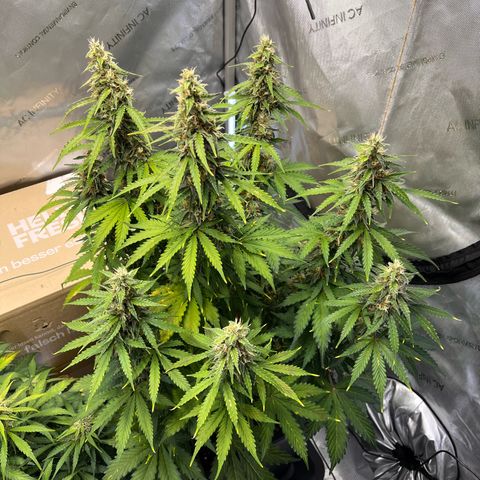 AK47 BCN selection X Auto Sativa growlog timeline photo
