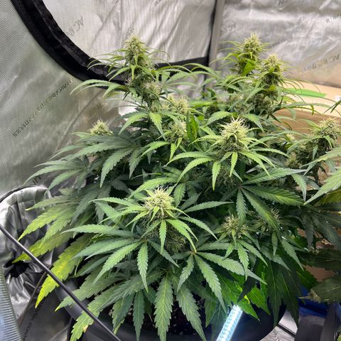 AK47 BCN selection X Auto Sativa growlog timeline photo