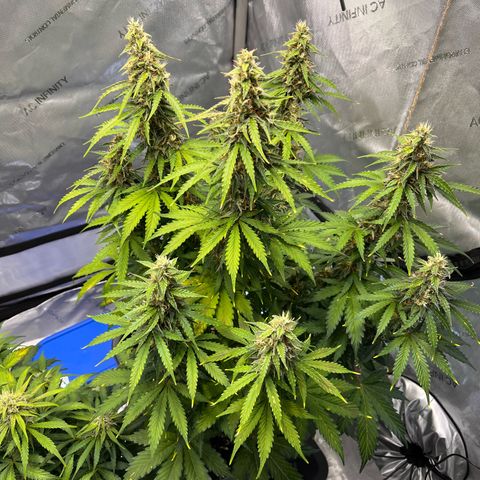 AK47 BCN selection X Auto Sativa growlog timeline photo
