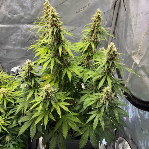 AK47 BCN selection X Auto Sativa growlog timeline photo