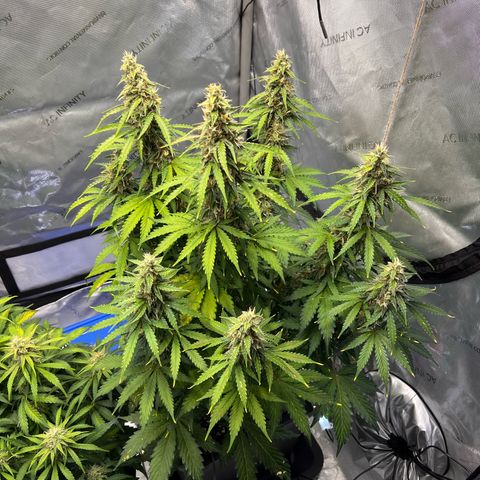 AK47 BCN selection X Auto Sativa growlog timeline photo