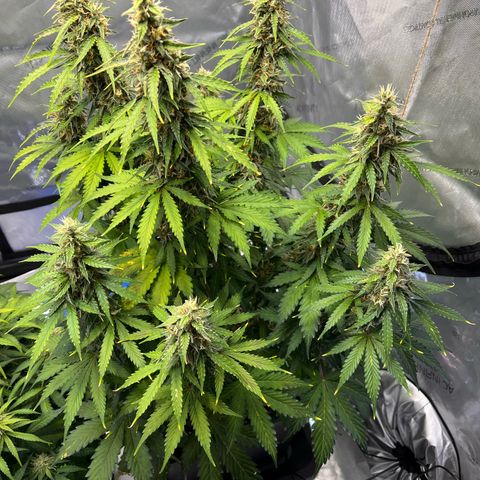 AK47 BCN selection X Auto Sativa growlog timeline photo
