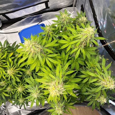 AK47 BCN selection X Auto Sativa growlog timeline photo