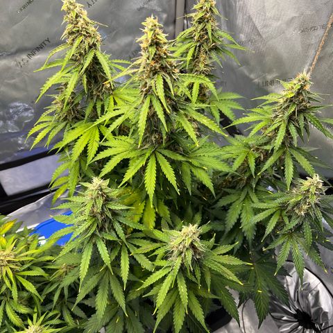 AK47 BCN selection X Auto Sativa growlog timeline photo