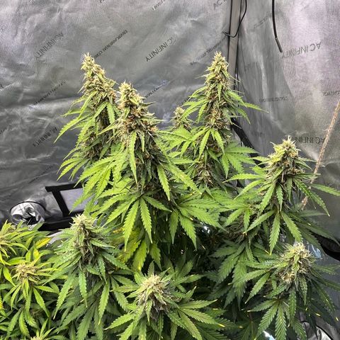 AK47 BCN selection X Auto Sativa growlog timeline photo