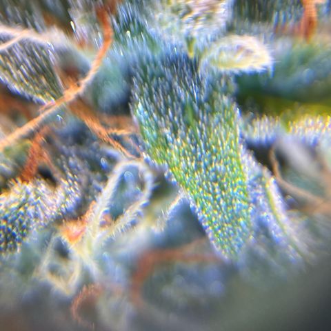 AK47 BCN selection X Auto Sativa growlog timeline photo