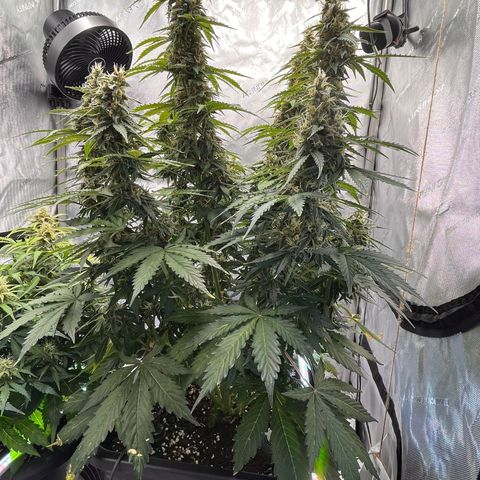 AK47 BCN selection X Auto Sativa growlog timeline photo