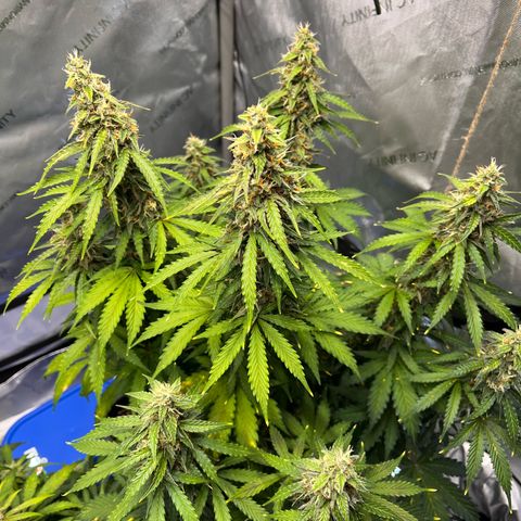 AK47 BCN selection X Auto Sativa growlog timeline photo