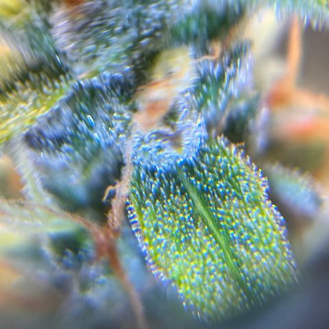 AK47 BCN selection X Auto Sativa growlog timeline photo