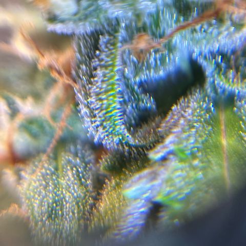 AK47 BCN selection X Auto Sativa growlog timeline photo