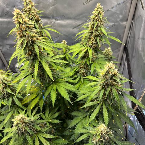 AK47 BCN selection X Auto Sativa growlog timeline photo