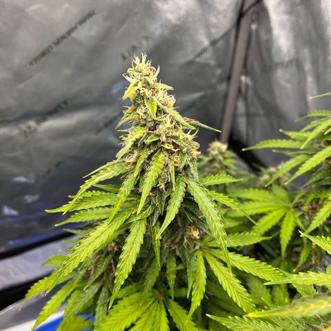 AK47 BCN selection X Auto Sativa growlog timeline photo